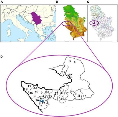 Polyphenolic and Chemical Profiles of Honey From the Tara Mountain in Serbia